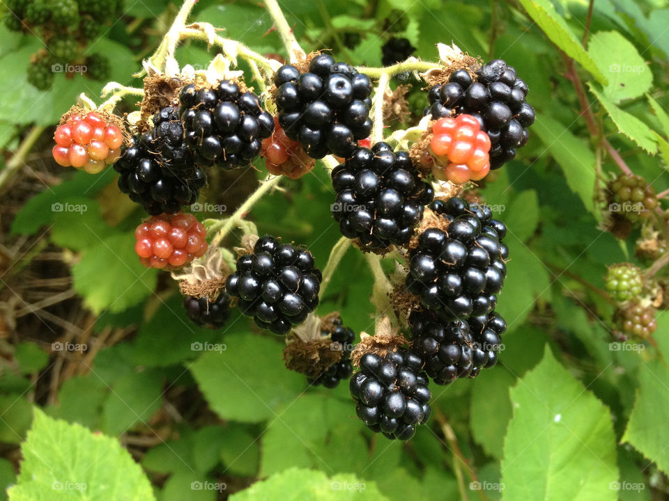 wild bush blackberry king by arizphotog