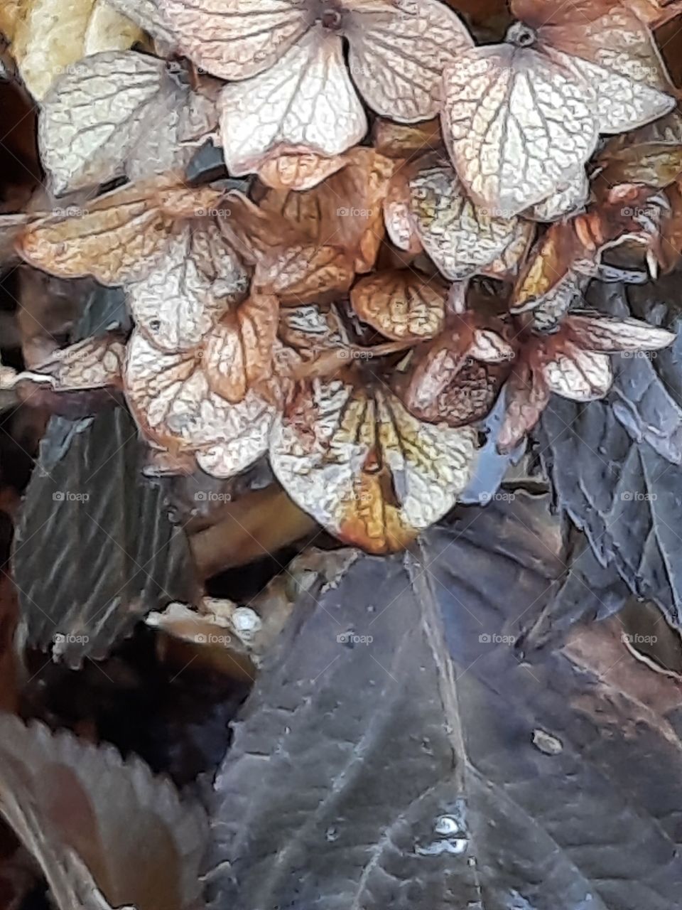 winter garden - black leaves damaged by frost and brown dried petals of hydrangea