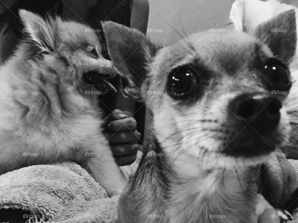 Dogs. Taking my Pomeranian to the vet, my chihuahua was more scared than her. 