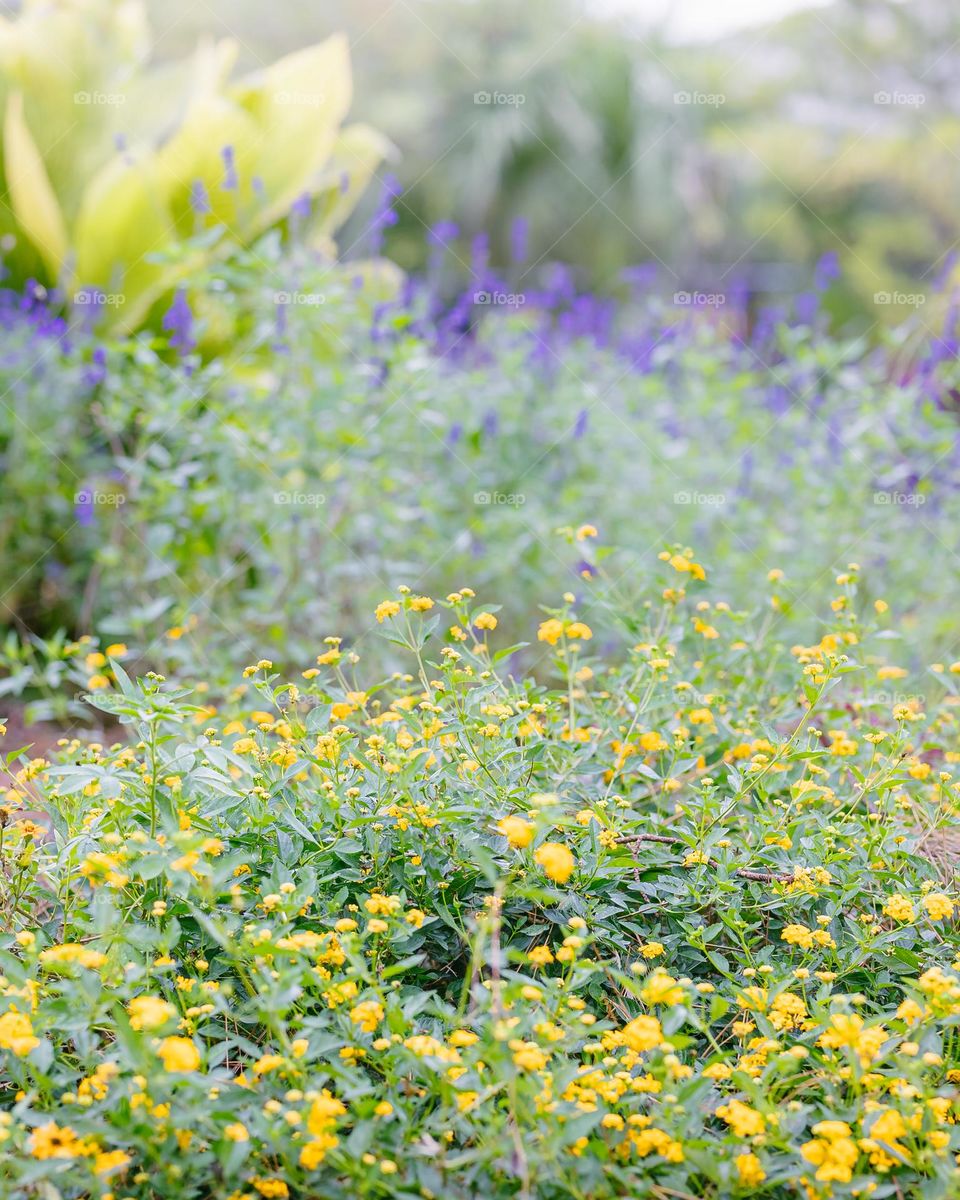 Beautiful flowers in the garden