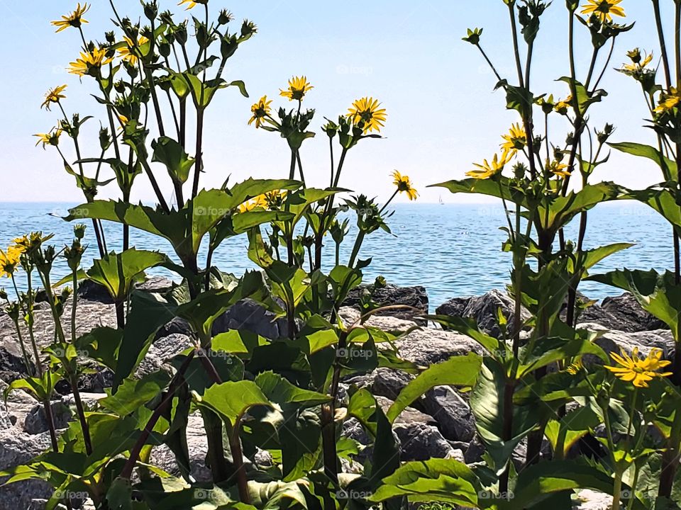 lake flowers