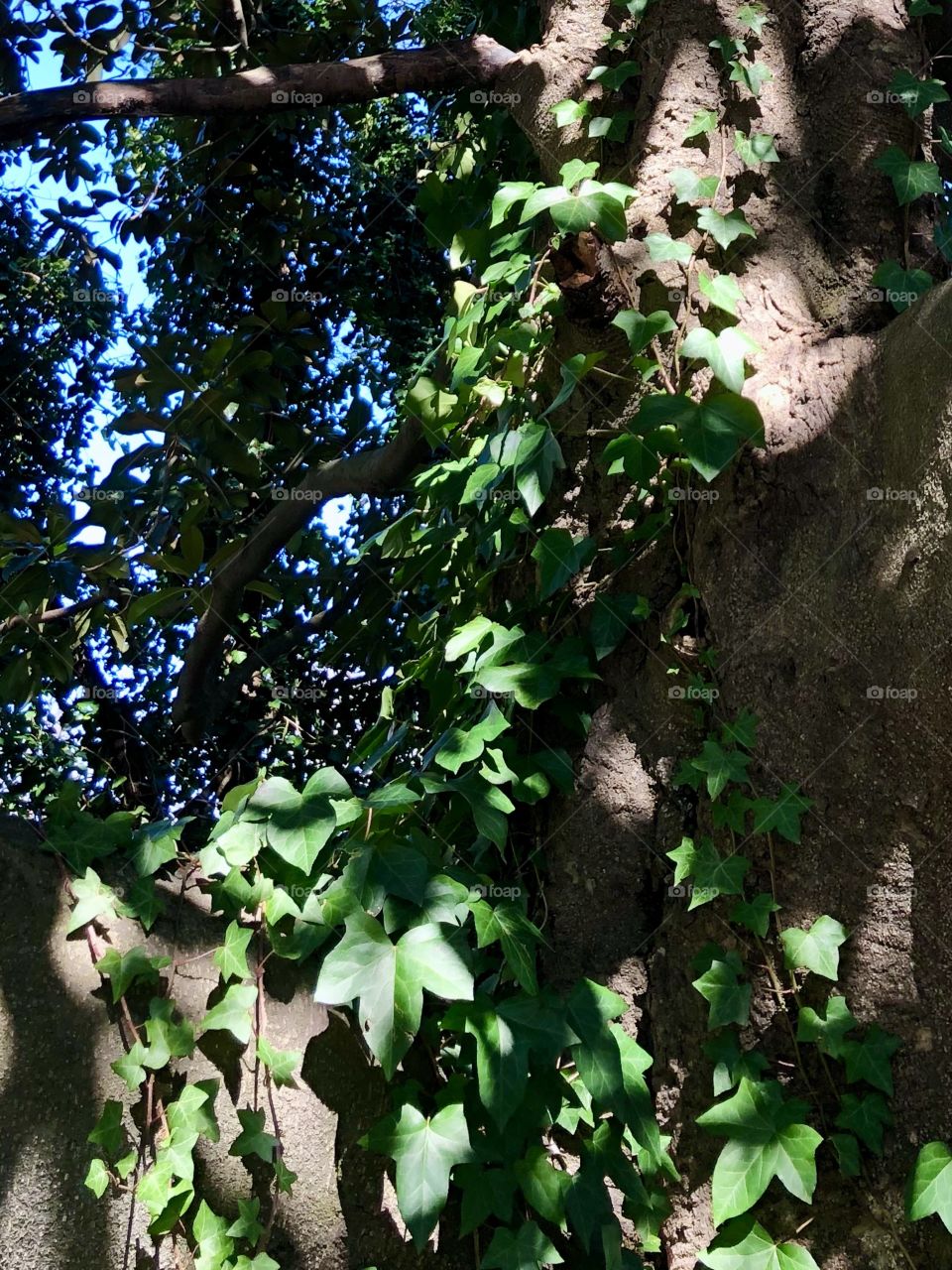 Ivy growing up large magnolia tree 