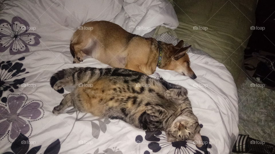 Brothers (Cat and Dog), relaxing in my bed. I love my boys! Rockledge, Florida