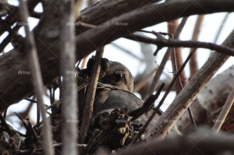 Peeking bird