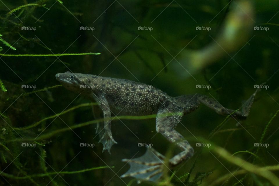 African Dwarf Frog suspended in water with a guppy swimming in the background 