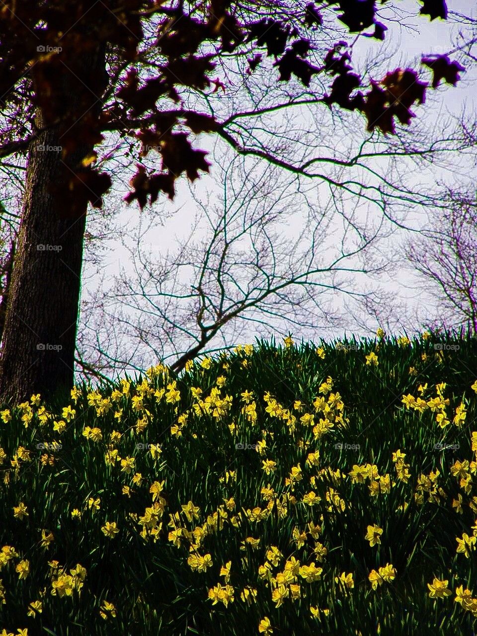 Hillside daffodils 