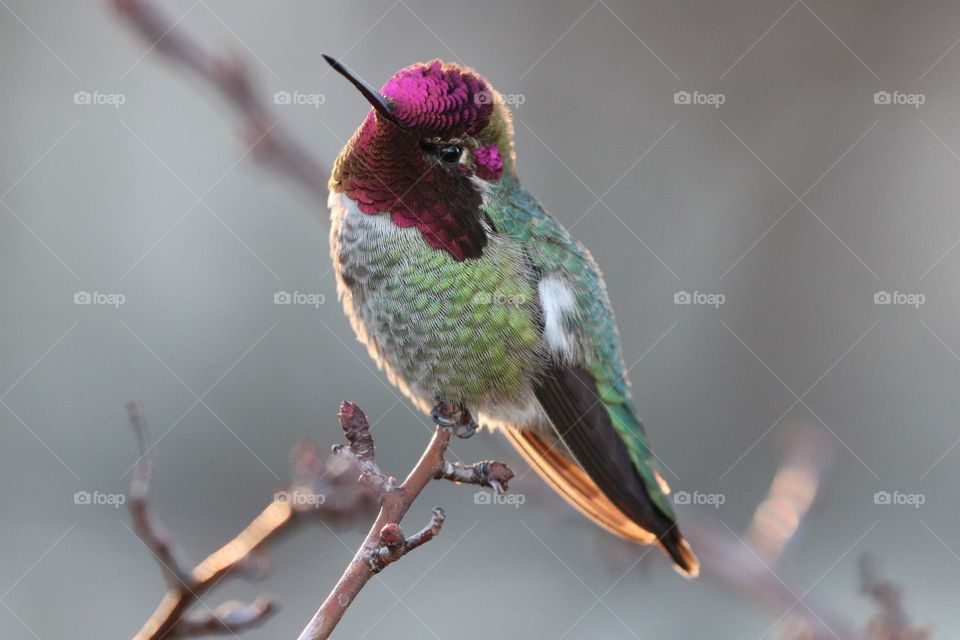 All the colours when hummingbird turns its head
