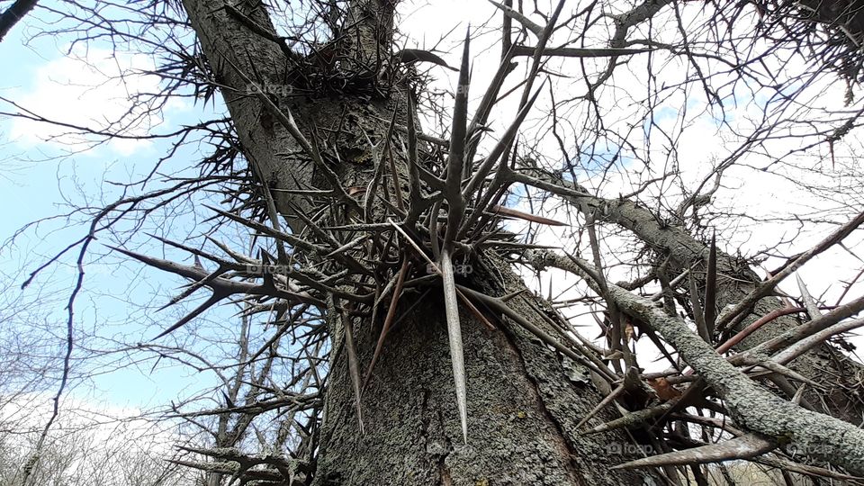 Honey Locust Thorns