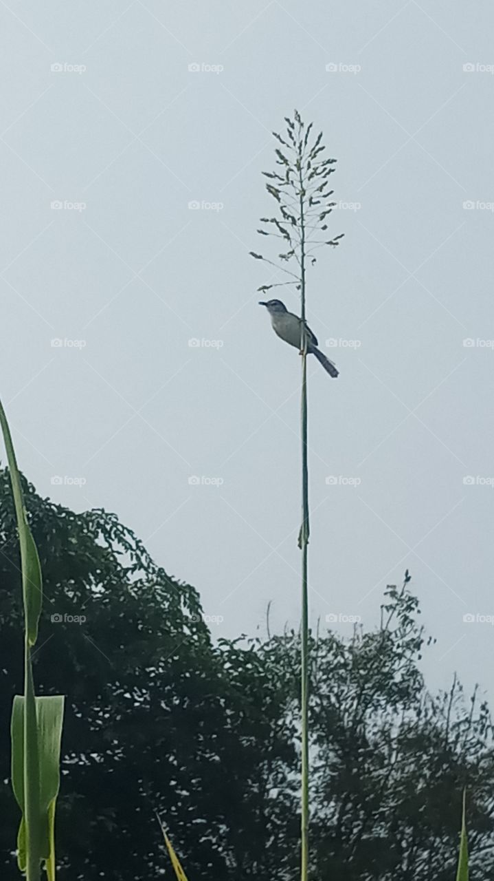 The bird is the very beautyfull and nature click