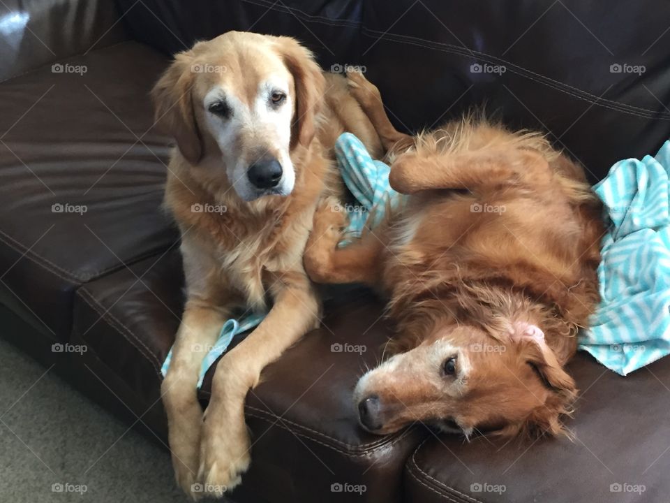 Golden Retriever siblings Dwight and Holly cuddle together for nap time on the couch. 