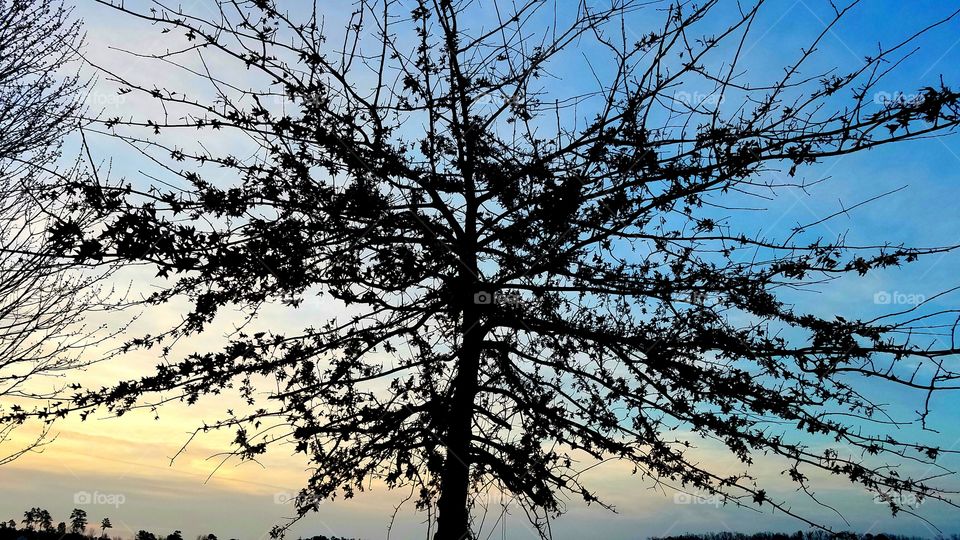 tree silhouette at dawn