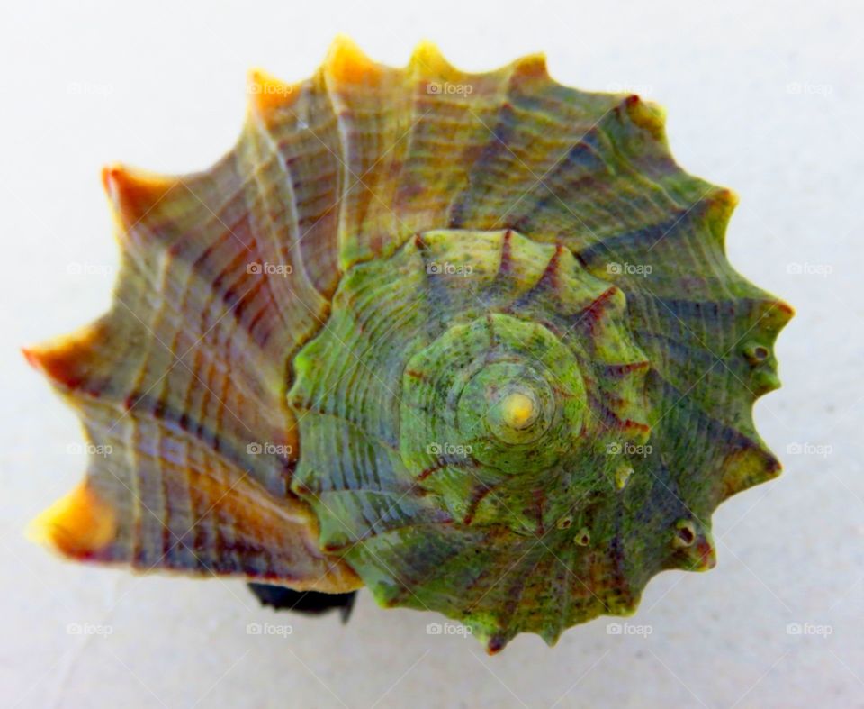 Whelk at Lover's Key