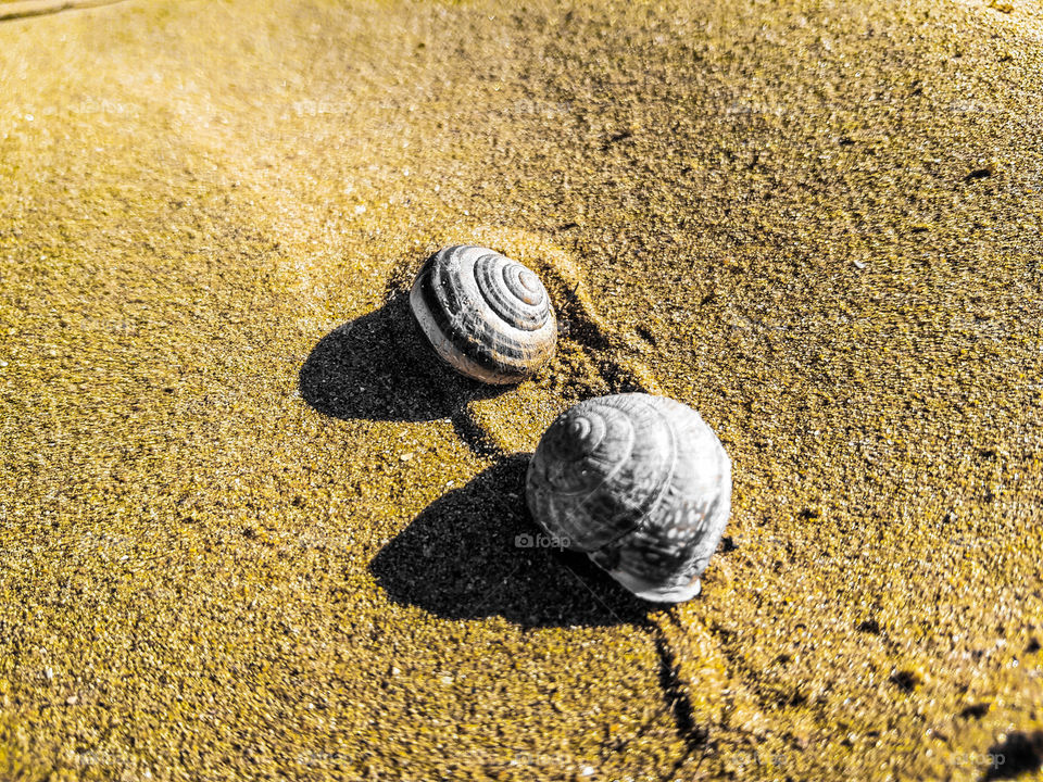 sand snails