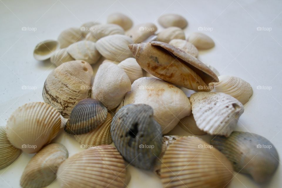 Seashells 