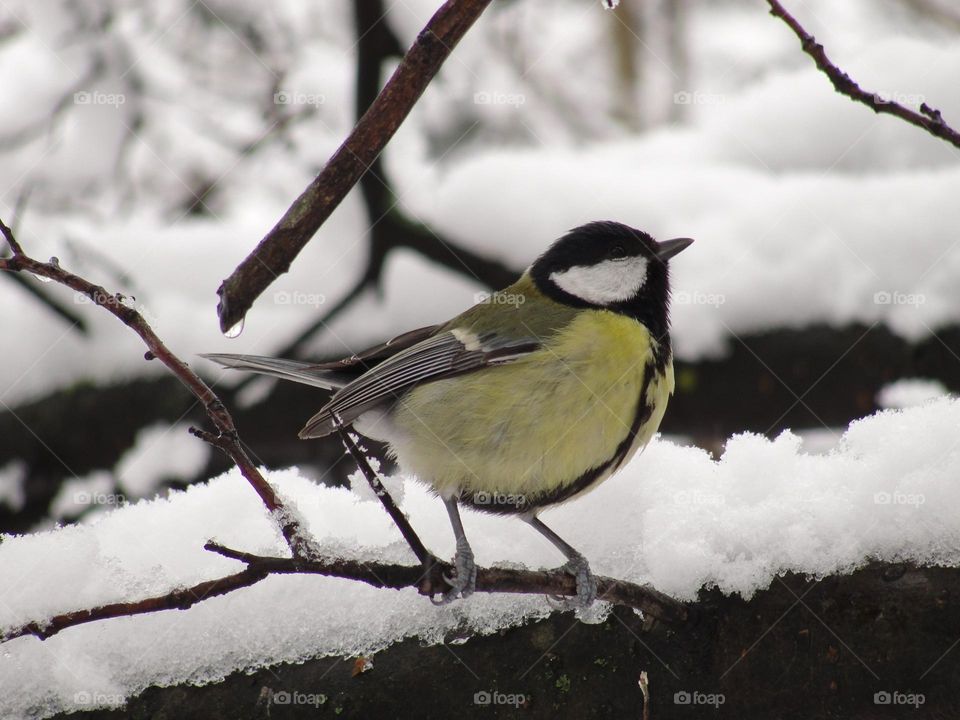 Tomtit on a snow-covered branch