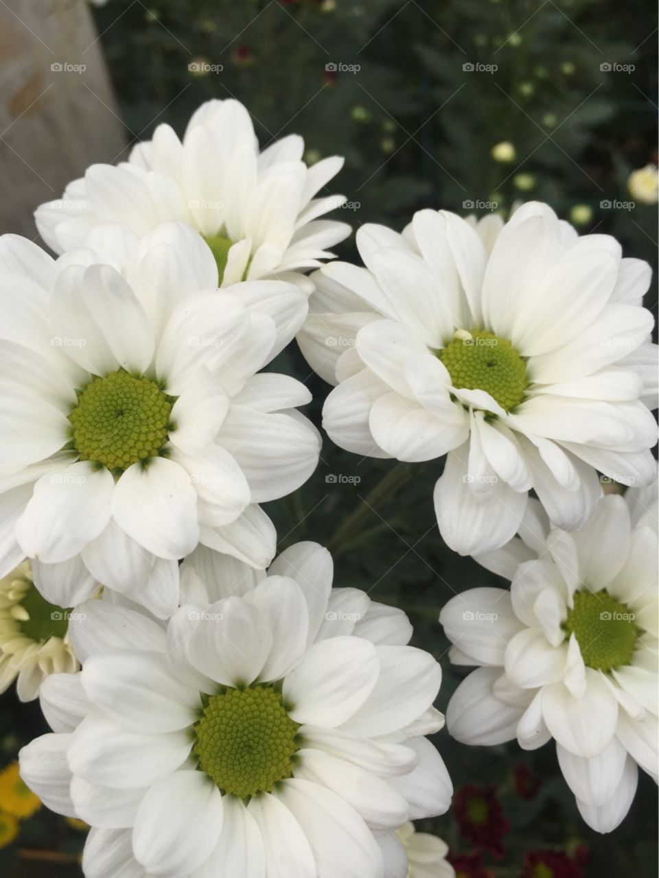 chrysanthemum flower