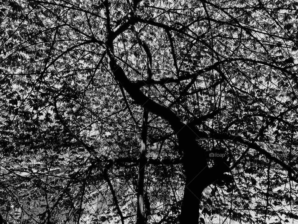 Tree in Black and White