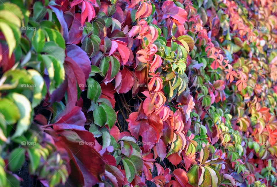 Multicolored hedge