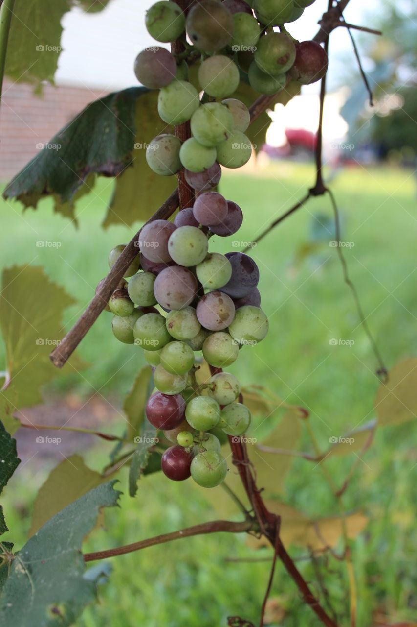 grapes are almost ready