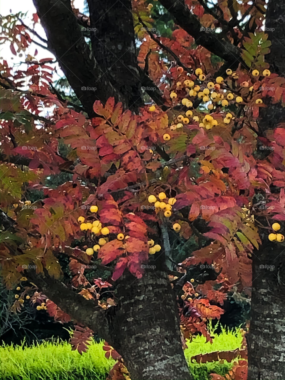 Autumn Colour