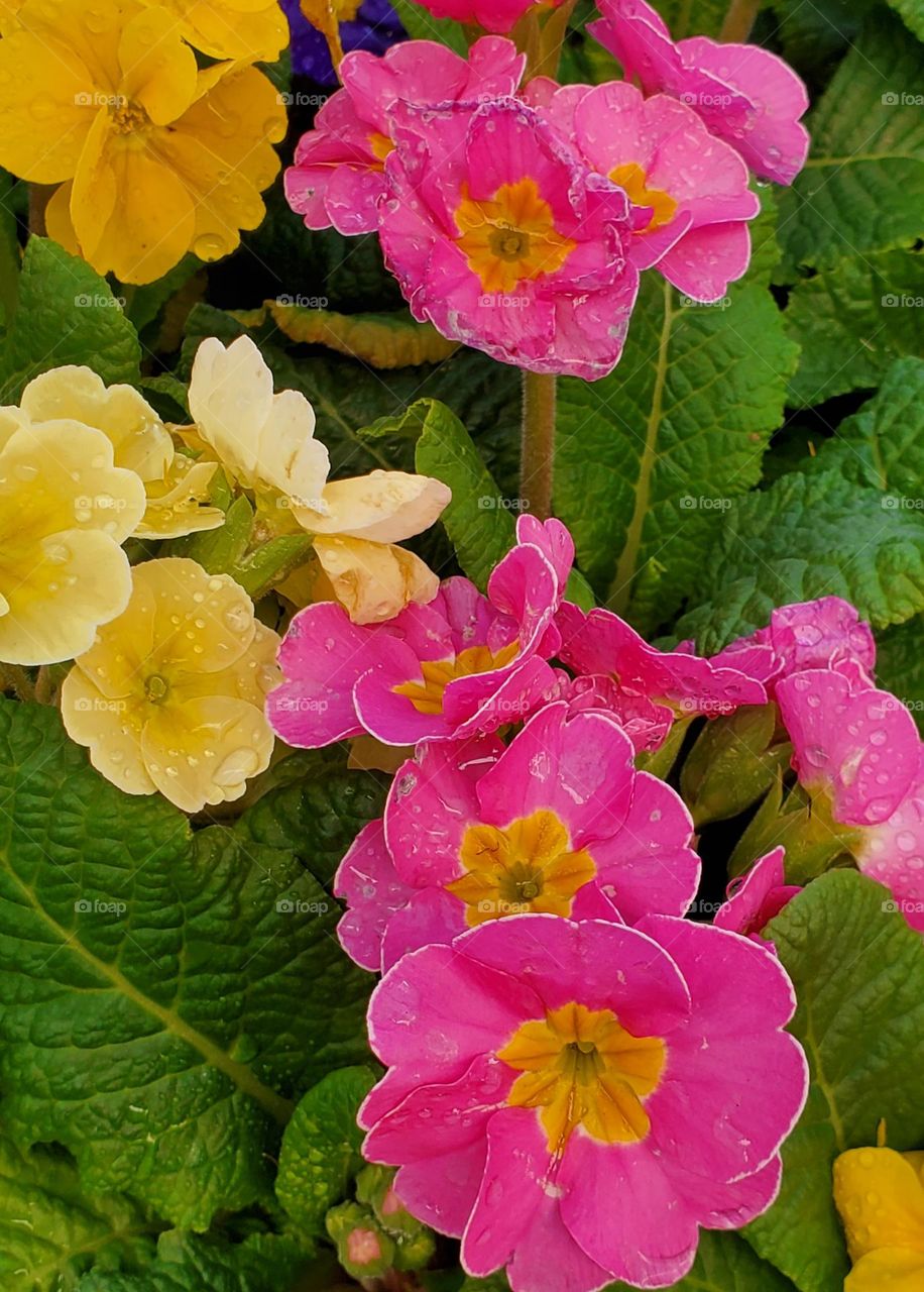 Pink and Yellow Flowers in Garden