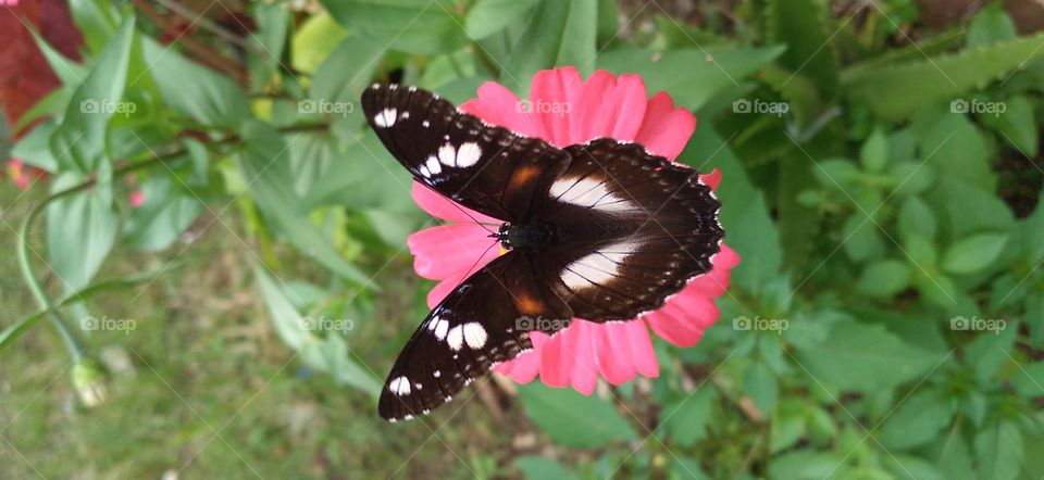 a beautiful butterfly perched on a blooming flower