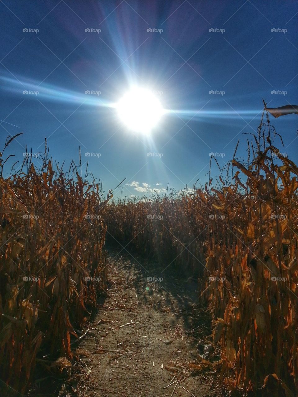 Sun lit Corn Maze