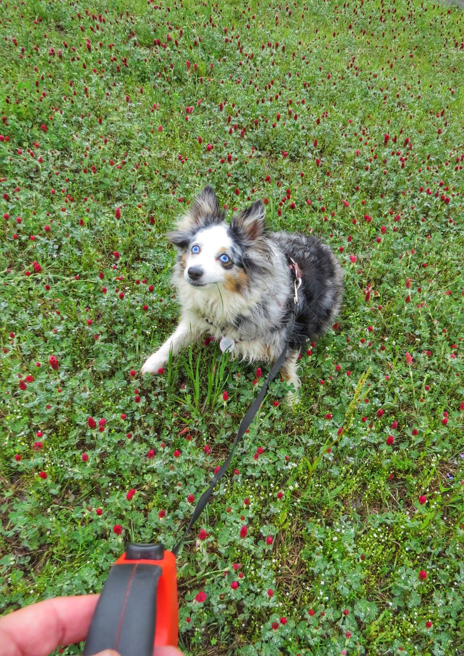 Miniature Australian Shepherd taking a springtime walk in the clover.