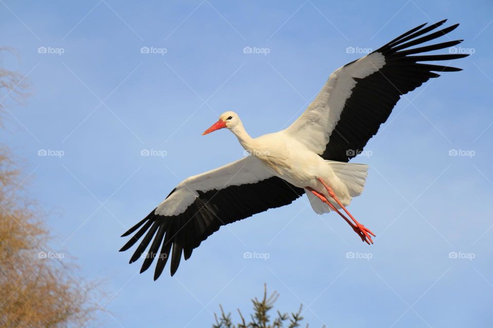 Beautiful and cute bird