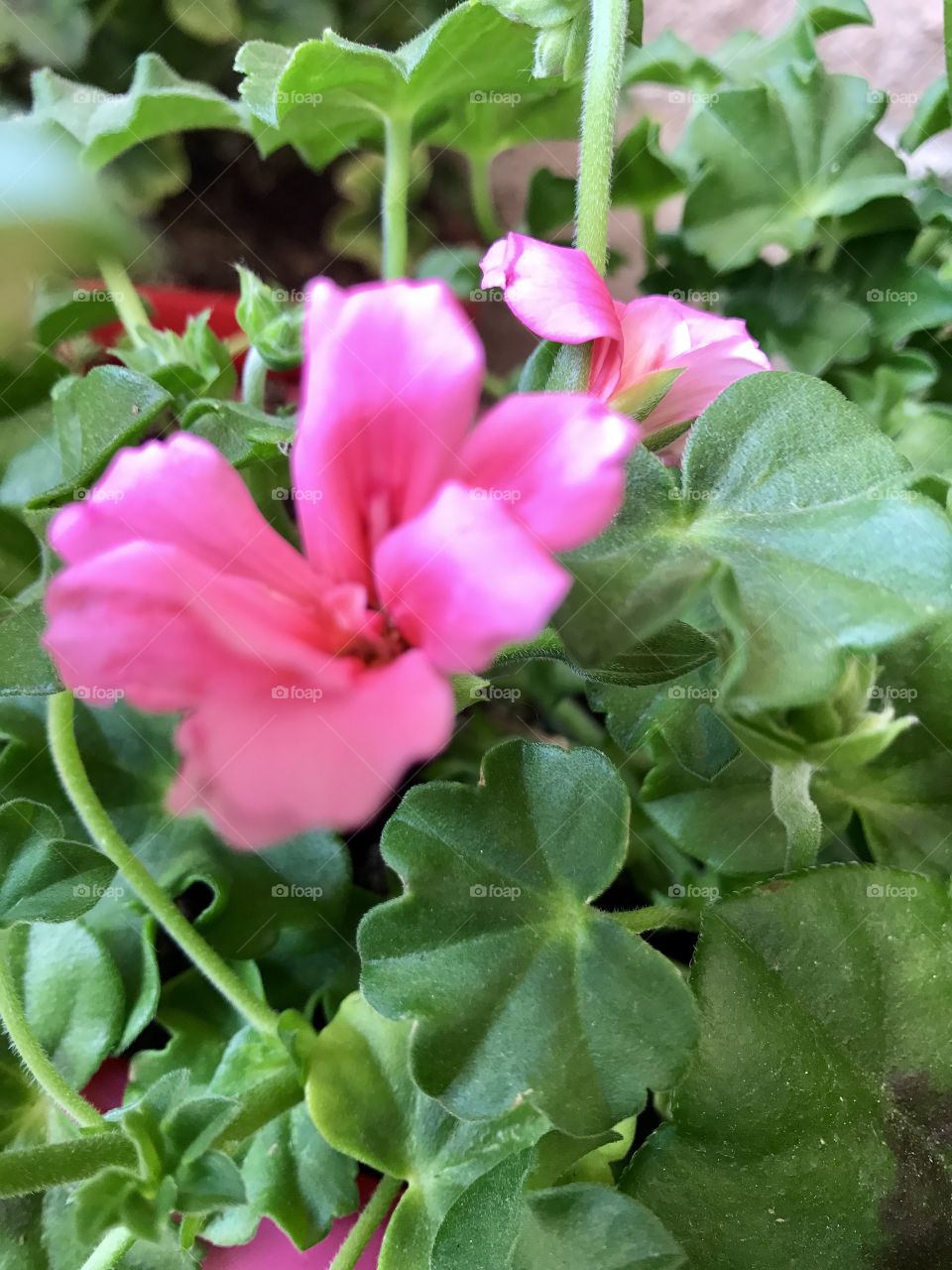 Beautiful flowers, bright pink, garden flowers, natures 