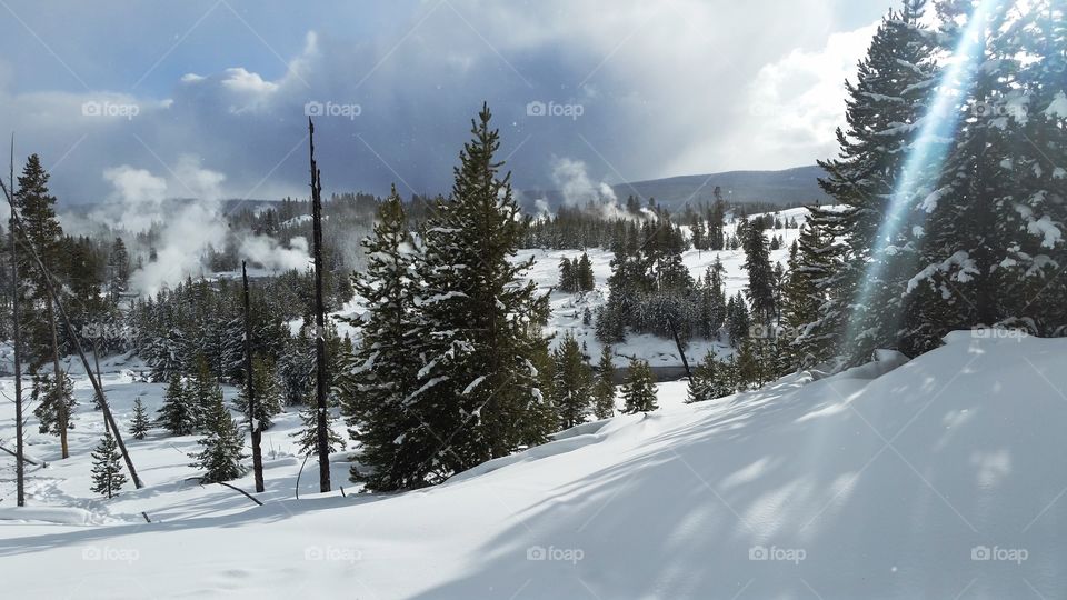 Forest with its winter coat