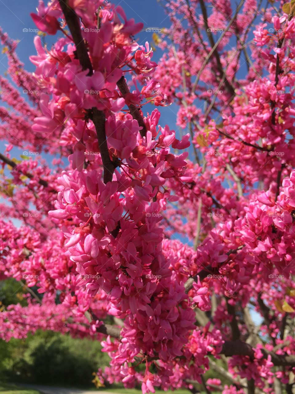 Pink Redbud in Connecticut