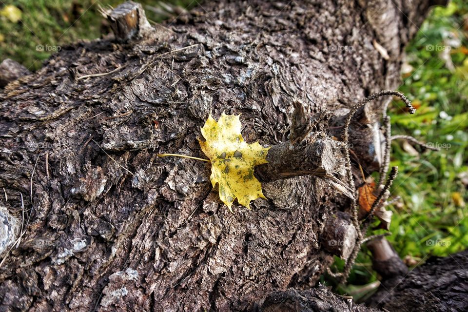 Felled Tree