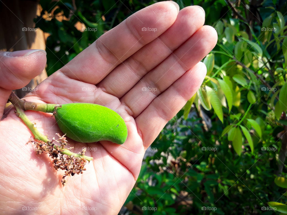 Holding small mango in my hand.