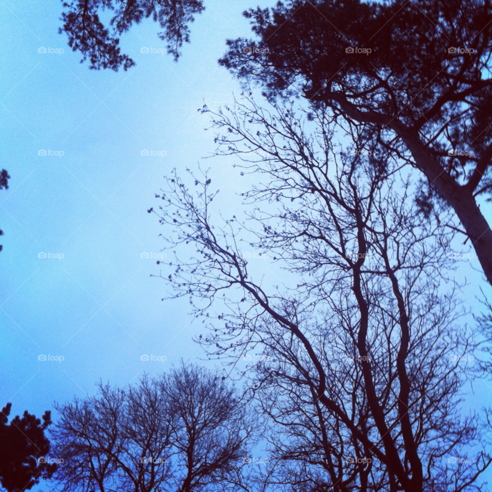 sky trees stokesley united kingdom by rosiecoop