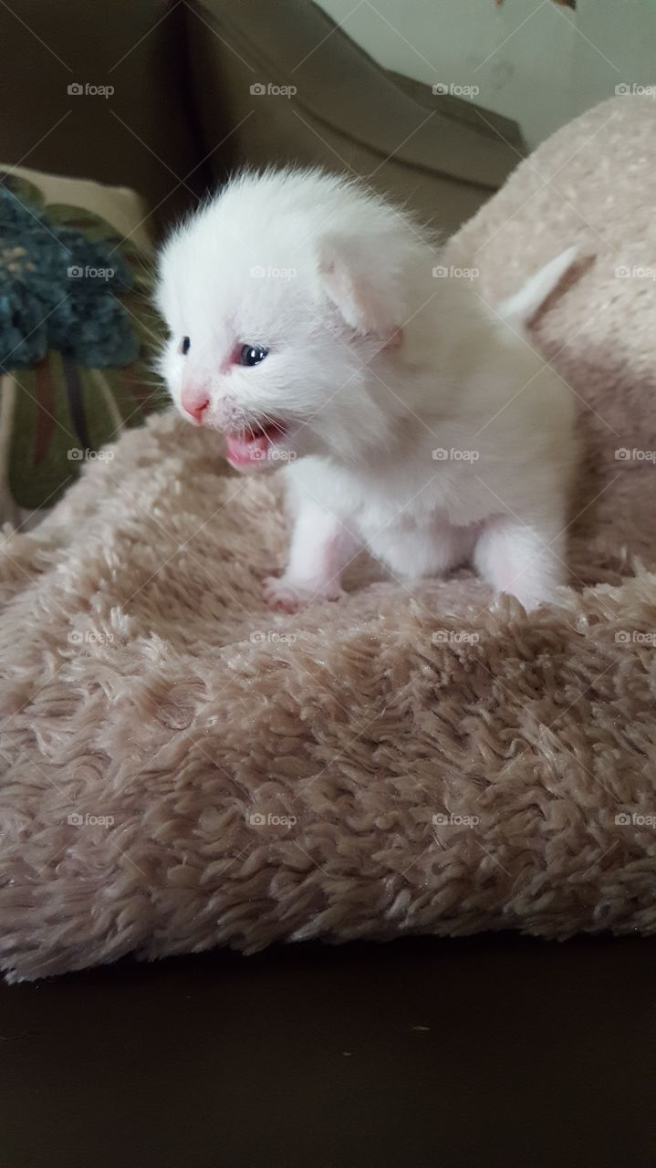 Kitten learning to meow