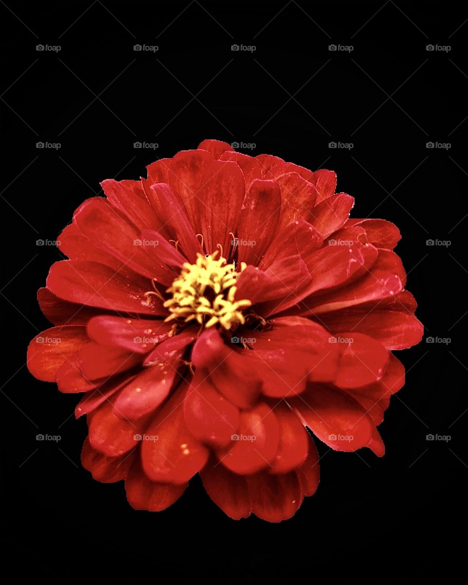 Red mission Red: a red zinnia in full bloom