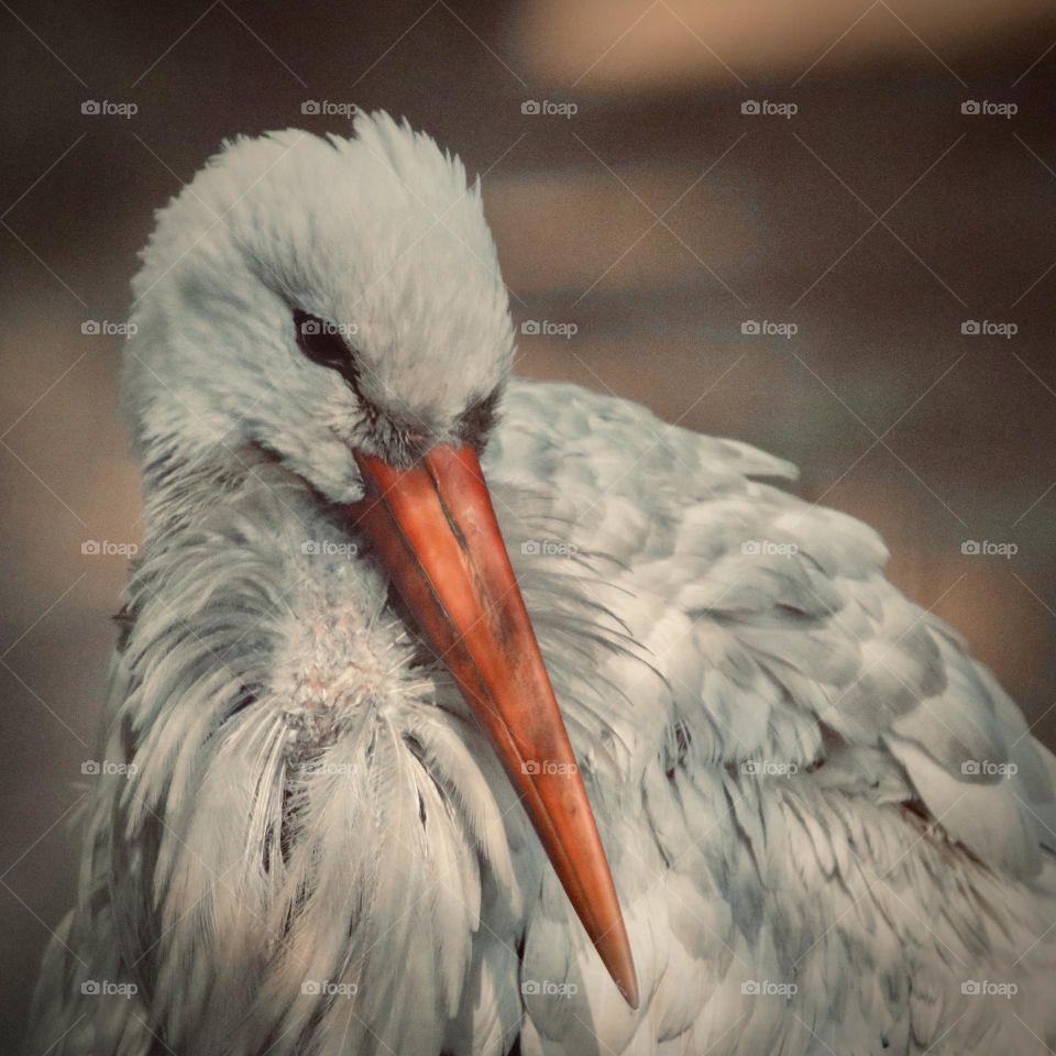 Stork 