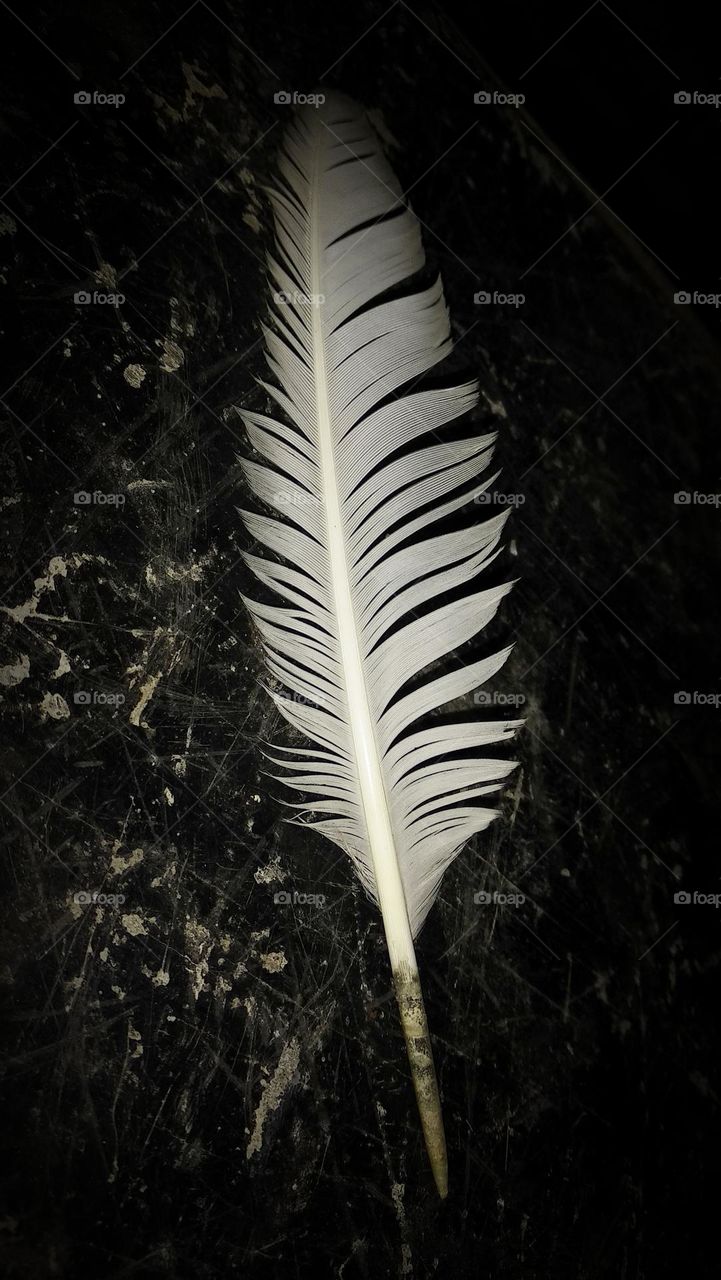 Chicken feathers are white.