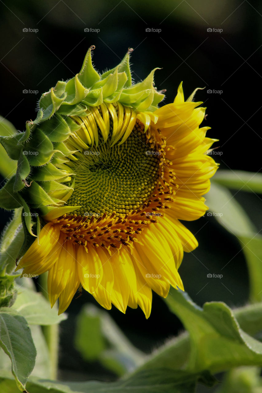 Half-blooming sunflower.