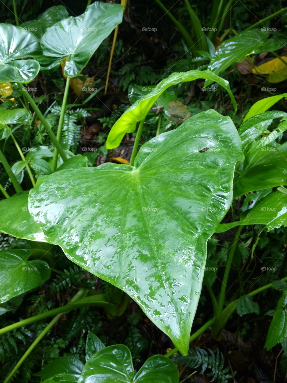 leaf. alakola