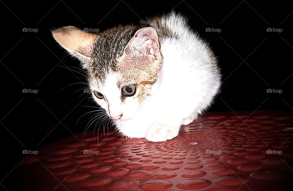 My pet kitten,,after the dinner we are enjoying the chillness of night winds