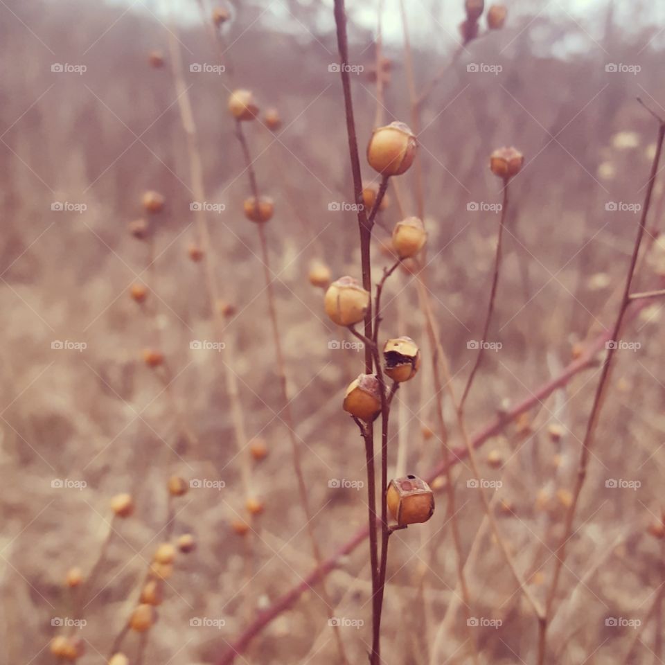 dried winter wildflower field