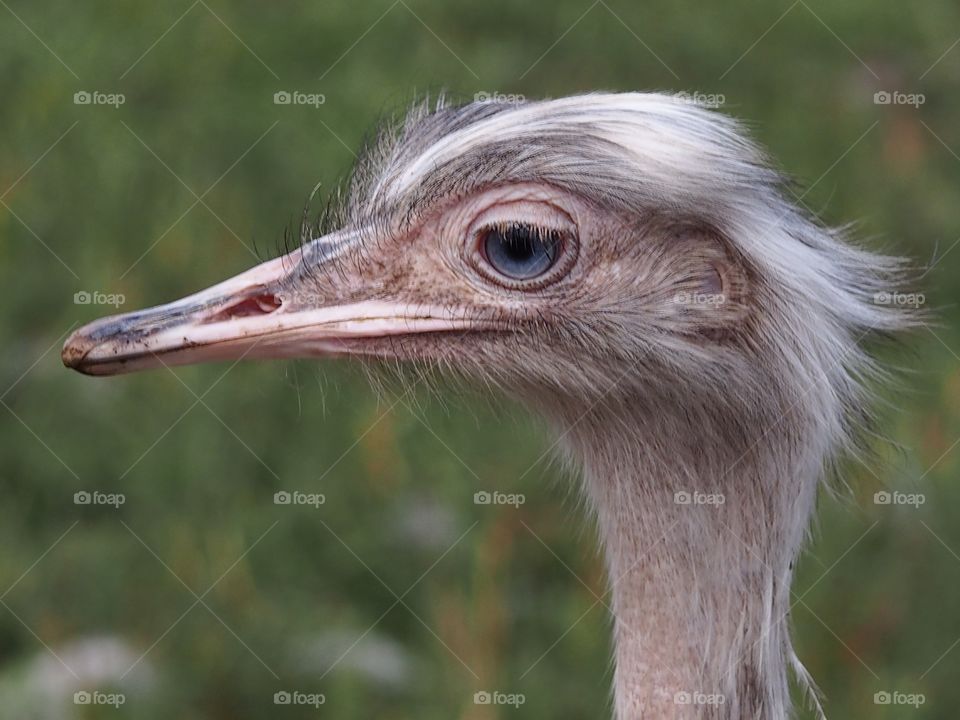 ostrich