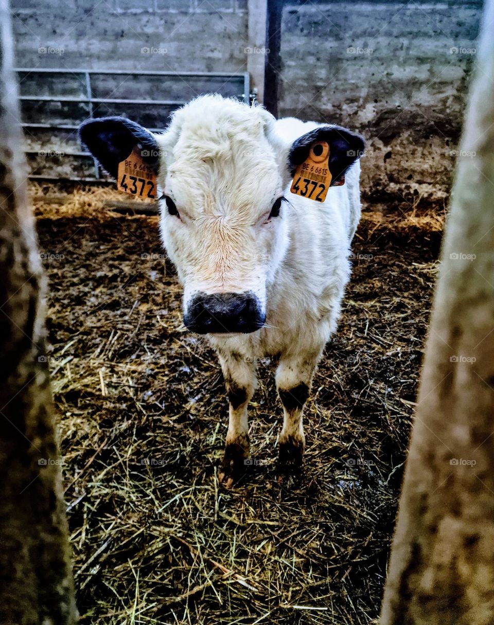 cow