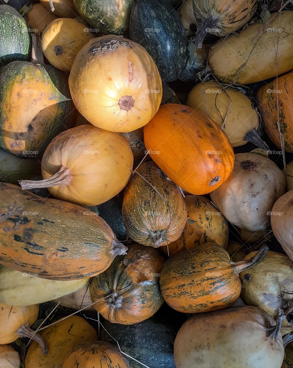 Season of autumn pumpkins