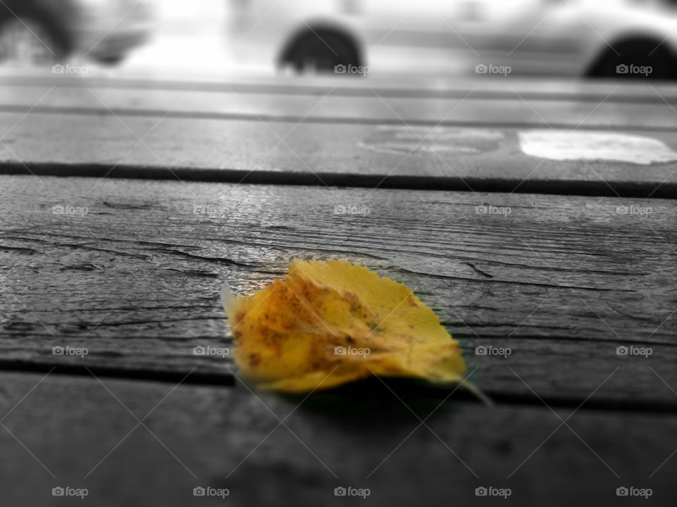 yellow nature table leaf by sadie.collins