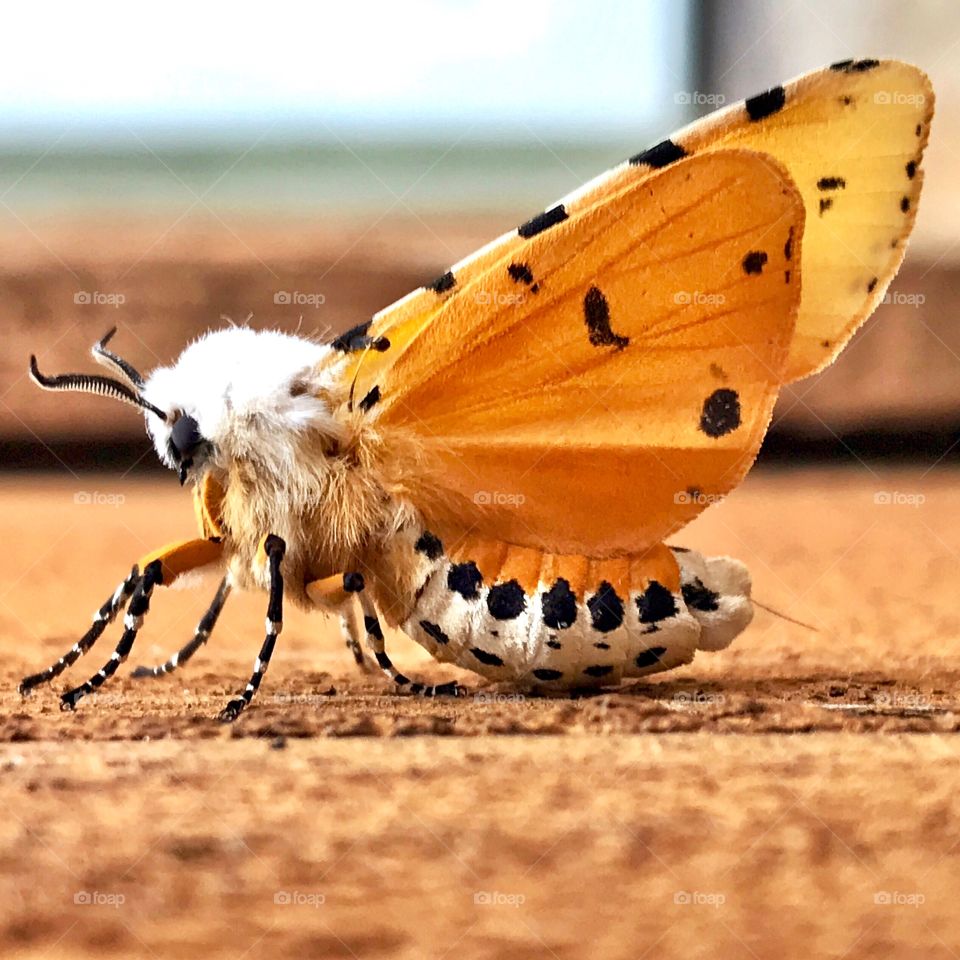 Yellow winged moth with magnificent full fur bodice and rows of defining black spots!