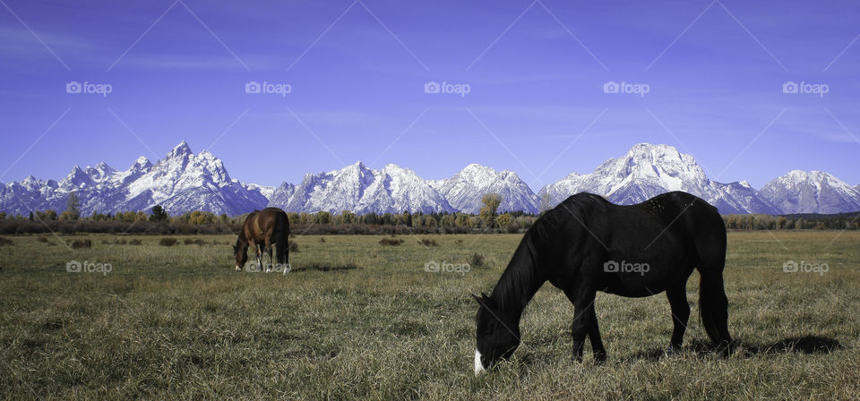Horse in the Tetons