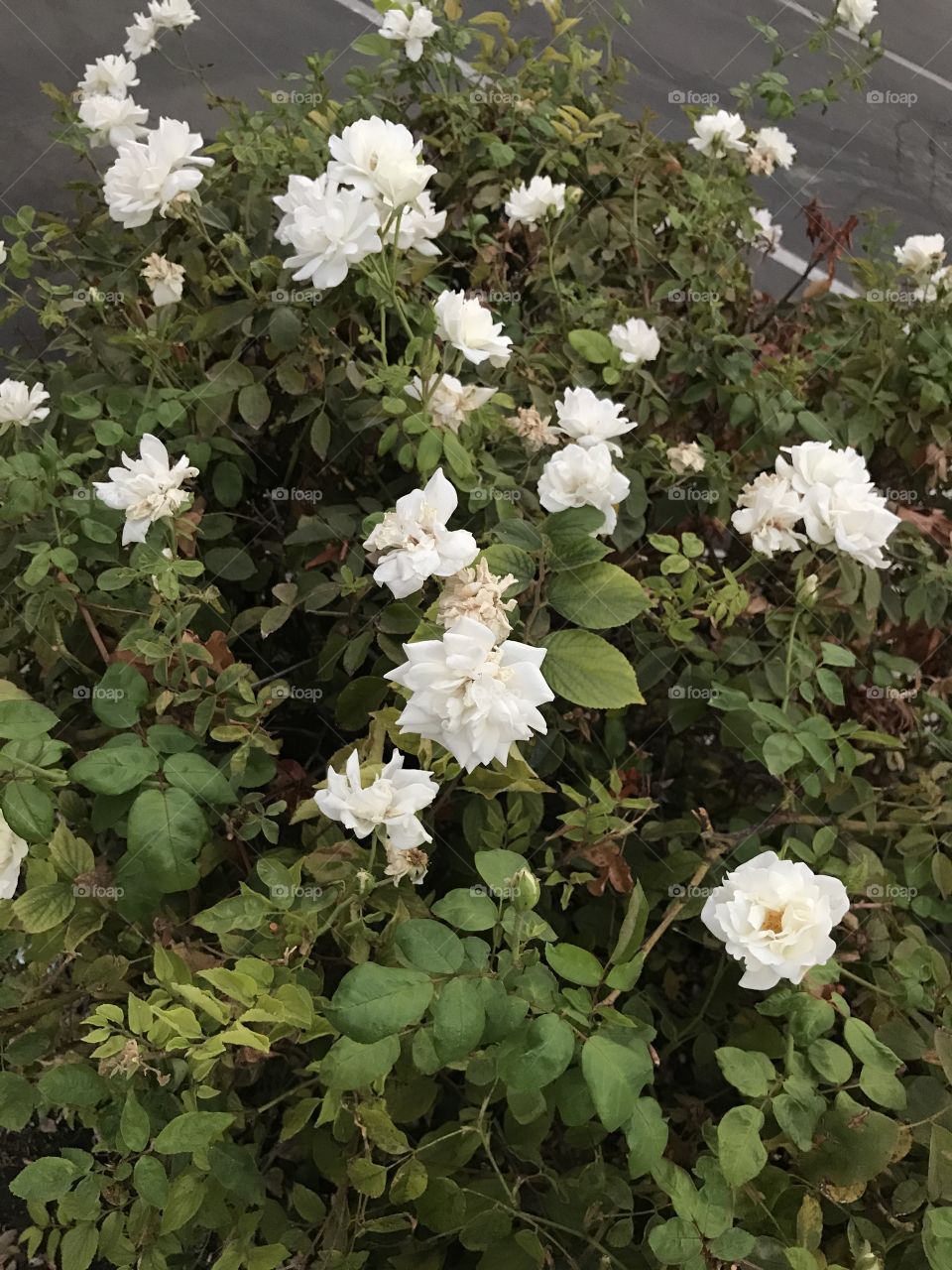 A beautiful sight for sore eyes. These flowers bring a smile to one’s face.